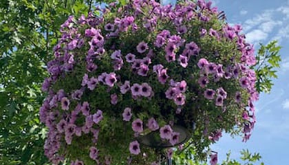 Commercial Hanging Baskets